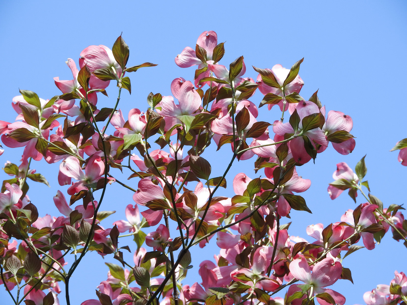 ゴールデンウィーク休業のご案内